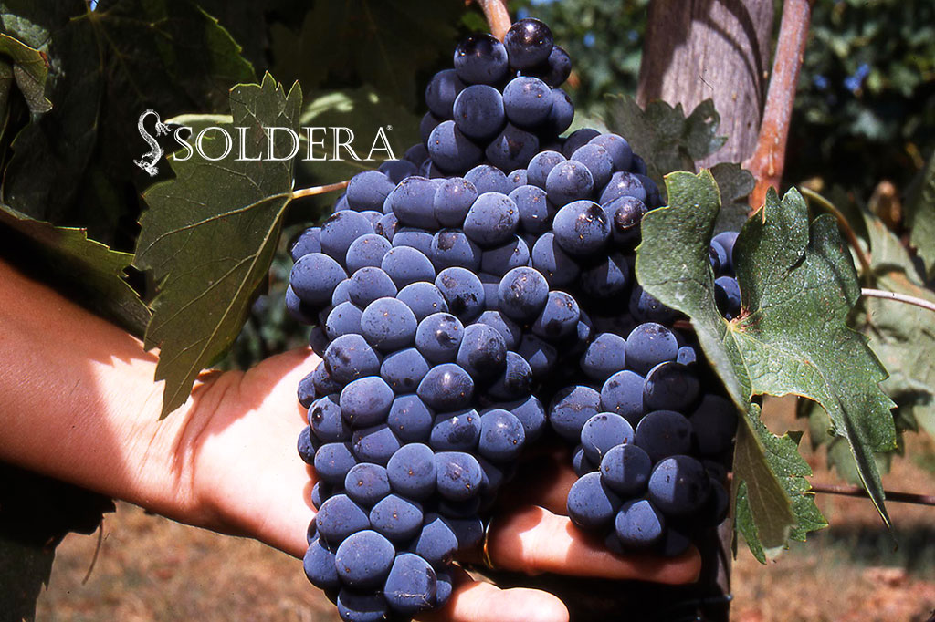 Soldera Case Basse azienda vitivinicola di Montalcino